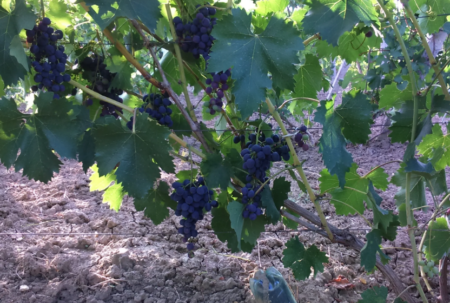 Описание сорта виноград сфинкс