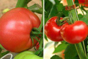 Вкусный толстяк томат «гигант красный» : описание сорта, фото