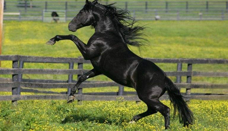Гнедая масть лошади: история, характер, внешний вид, породы