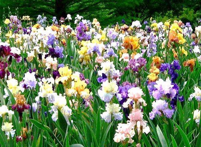 Цветы ирисы: фото растения с описанием видов и сортов