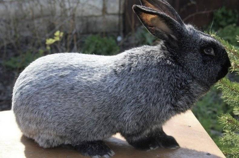 Серебристый кролик: особенности содержания и кормления