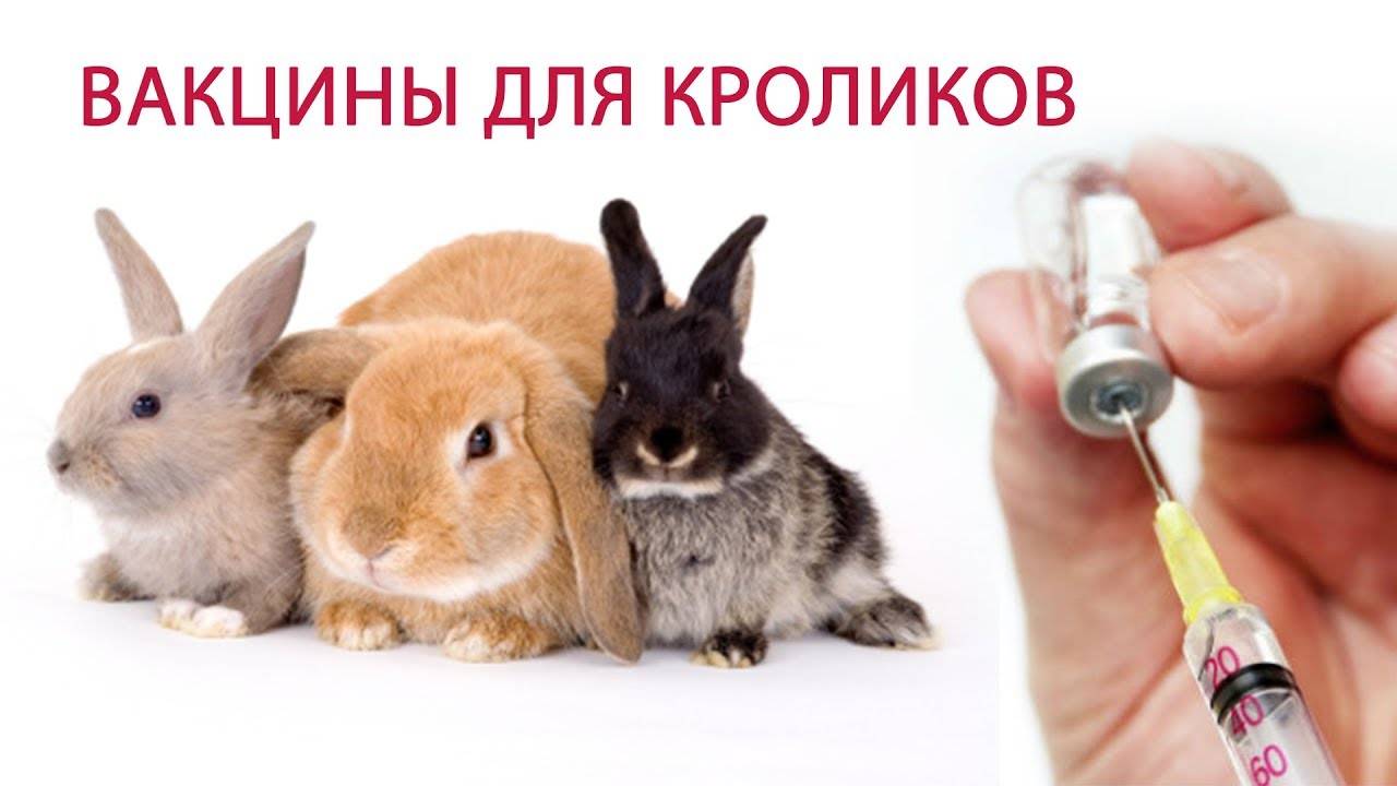 Прививки для кроликов: когда и как делать