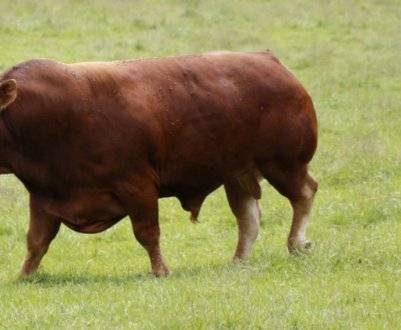 Описание и характеристика коров сычевской породы, правила их содержания