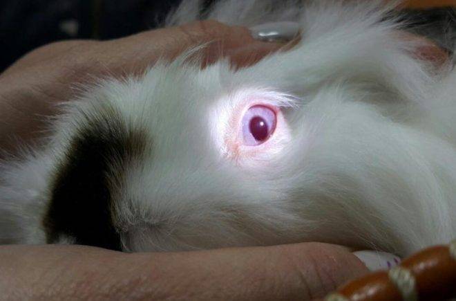 Болезни глаз у кроликов: что делать и чем лечить?