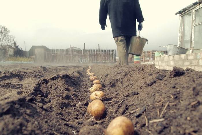 11 способов посадить картофель и получить высокий урожай