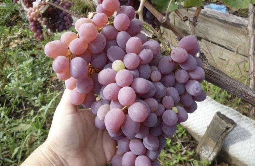 Виноград посадка и уход в краснодарском крае. выращивание винограда: краснодарский край