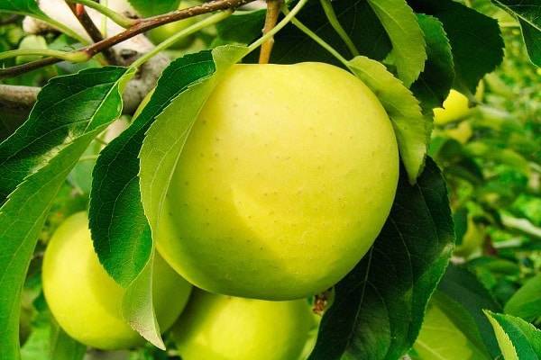 Описание и характеристики яблони сорта орлинка, посадка, выращивание и уход