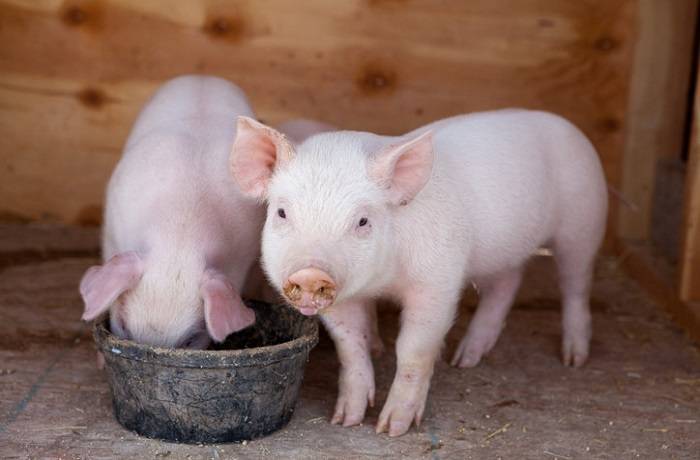 Для чего нужны витаминно-минеральные добавки для свиней