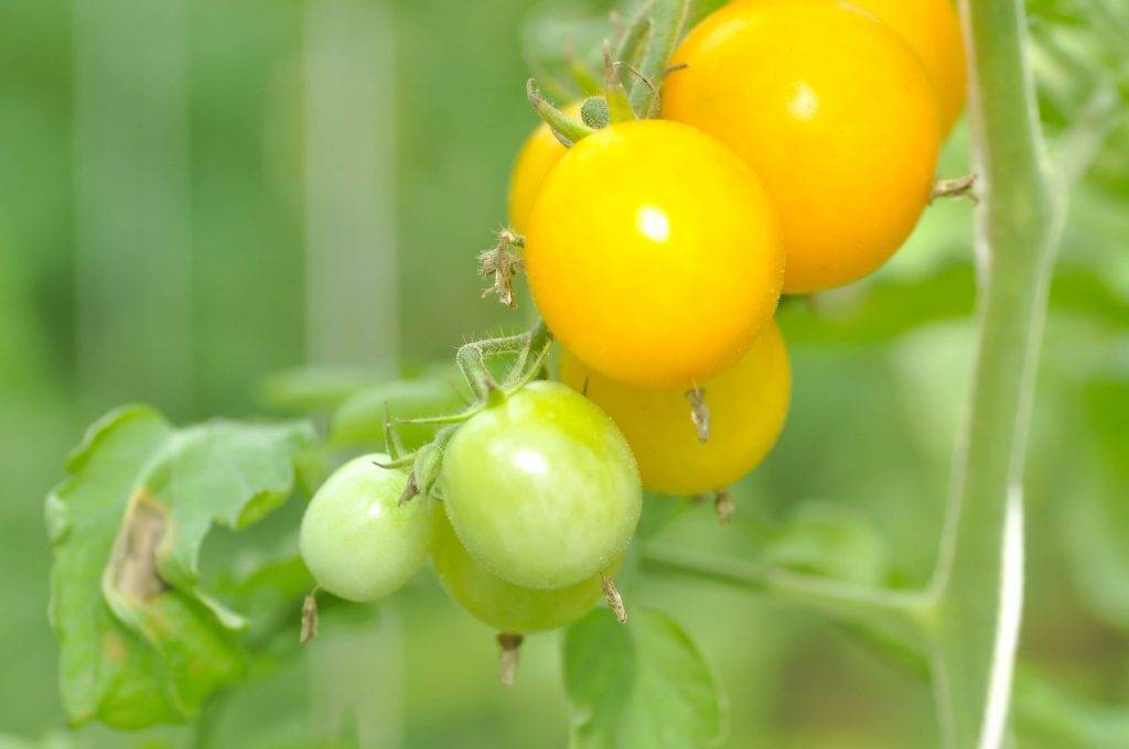 Описание сорта томата Экстремал, его характеристика и выращивание