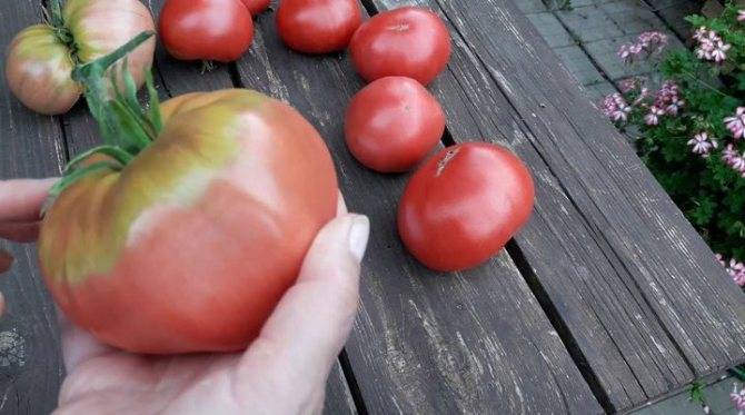 Описание сорта томата персидская сказка, его характеристика и урожайность