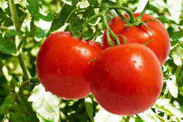 Описание сорта томата Флажок, его характеристика и урожайность