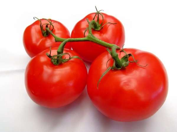 Сорт томата «катя f1»: описание, характеристика, посев на рассаду, подкормка, урожайность, фото, видео и самые распространенные болезни томатов