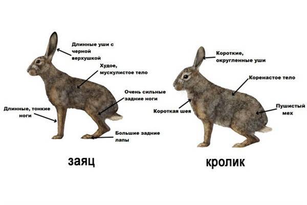 Чем отличается декоративный кролик от обычного