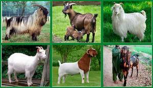 Какие бывают породы коз молочного направления без запаха