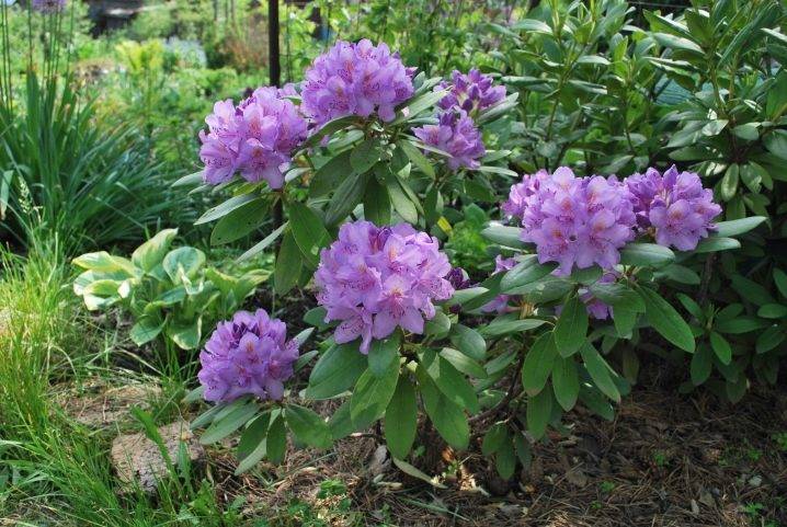 Рододендрон розеум элеганс: посадка и уход за растением