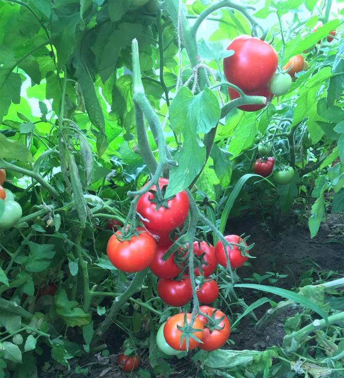 Один из лучших скороспелых и неприхотливых сортов — томат «любаша f1»: урожайность и характеристики