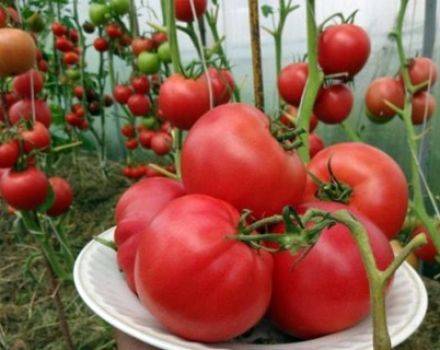 Томат солоха: отзывы тех кто сажал помидоры об их урожайности, характеристика и описание сорта, фото