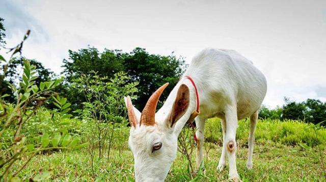 Чем кормить козу в разные периоды года: виды пищи, нормы, особенности состояний и возраста