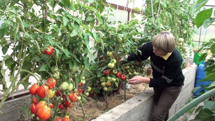 Как получить хороший урожай томатов методом гидропоники?