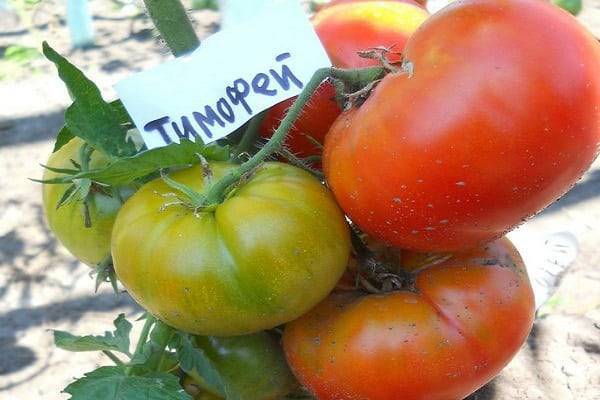 12 сортов томатов, испытанных мною в прошлом году