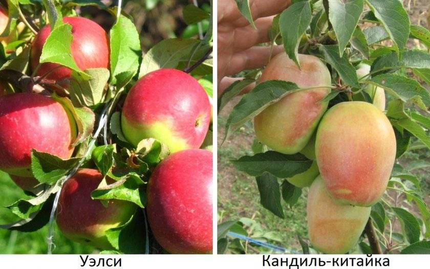 Как посадить яблоню уэлси? фото и отзывы