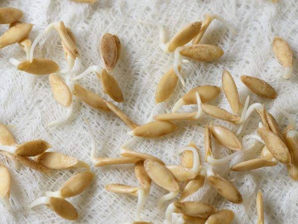 Нужно ли замачивать обработанные семена огурцов перед посадкой и можно ли