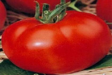 Санька: популярный сорт ранних томатов