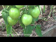 Ленивый способ выращивания помидоров опробованный годами