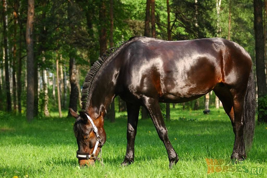 Описание лошадей андалузской породы, плюсы и минусы, как содержать и стоимость