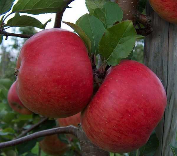 Сорта яблок — названия, особенности, характеристики, лучшие сорта для выращивания и урожайность (90 фото)