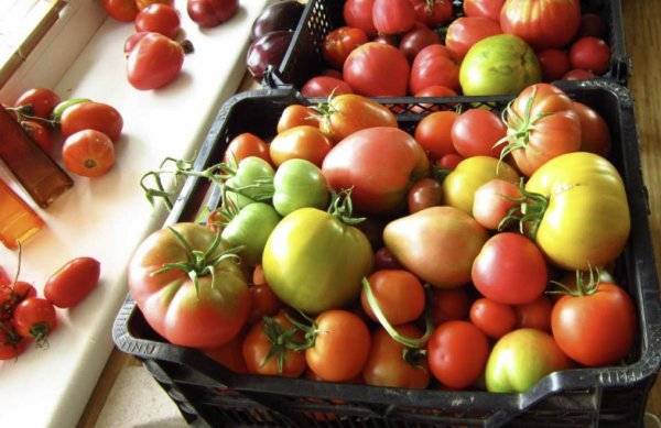 Характеристика сорта томата Ранняя любовь, его урожайность
