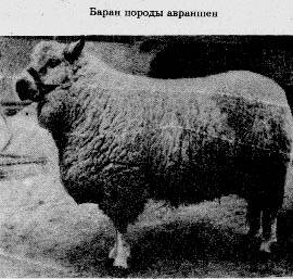 Животноводство россии: основные виды и перспективы