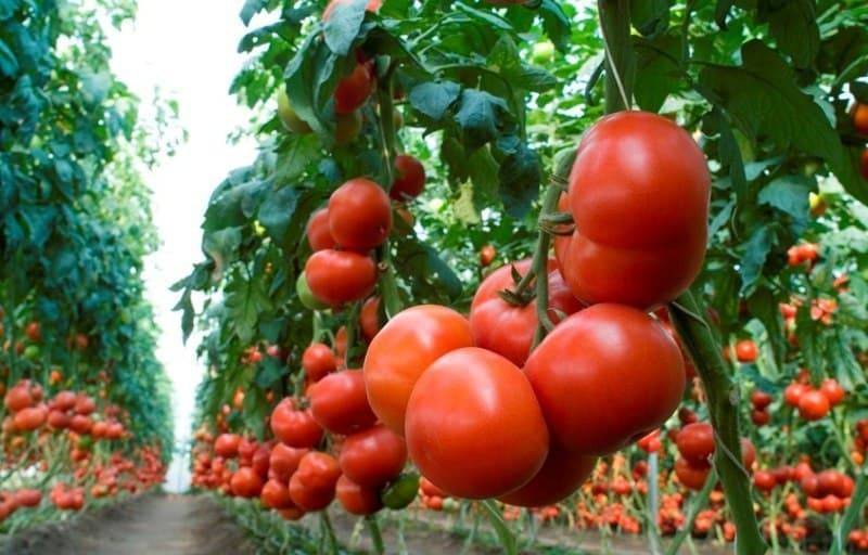 Бурая гроздь f1 – эффектные ветви урожайного томата. описание агротехники и рекомендации