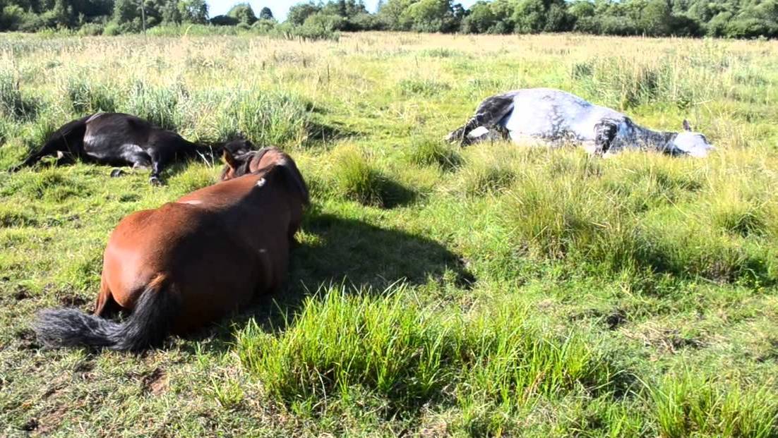 Как в действительности спят лошади чтобы полноценно отдохнуть