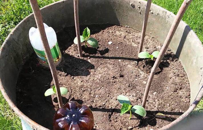 Как вырастить супер урожай огурцов в обычной бочке
