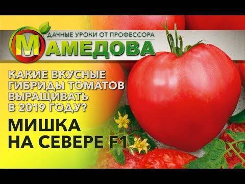 Описание и характеристики сорта томатов мишка косолапый, урожайность и выращивание