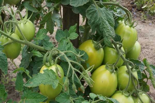 Томат «новинка приднестровья»: описание сорта, фото, способ употребления помидоров
