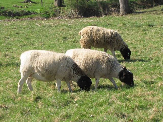 Порода овец дорпер: особенности, содержание и разведение