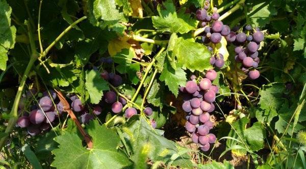 Кардинал — описание сорта винограда