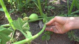 Как и чем подкормить тыкву в открытом грунте для хорошего урожая