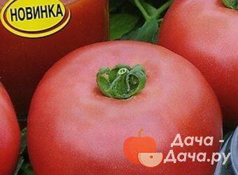 Томат “красавчик f1”: характеристика и описание сорта помидор с фото, отзывы об урожайности