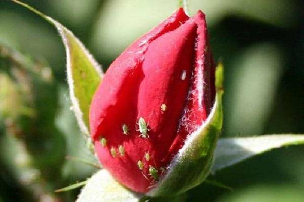 Как бороться с тлей на розах: эффективные препараты и народные средства