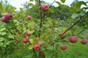 Как вырастить яблоню?