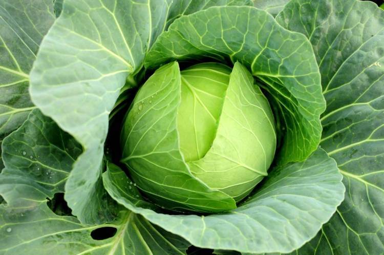 Полезные советы огородникам, как вырастить крупную и здоровую белокочанную капусту
