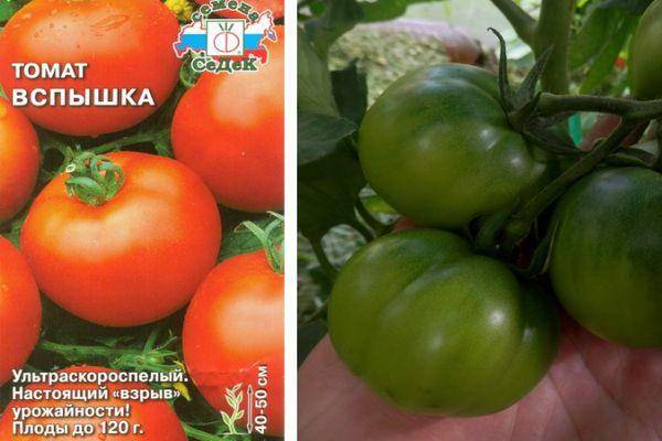 Томат яблочный спас: описание и характеристика сорта с фото и отзывами