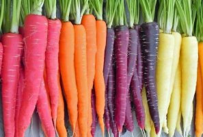 Необычные корнеплоды: разноцветная морковь (сорта, фото, описание)