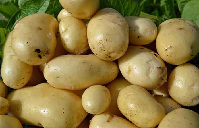 Сорт картофеля импала: описание с фото, характеристика, отзывы