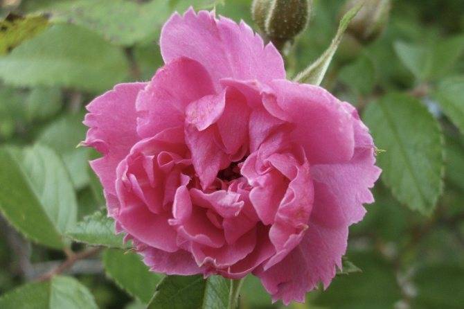 Описание плетистой розы сорта дон жуан, правила посадки и ухода