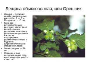 Сорта фундука (лещины): фото и описание растений