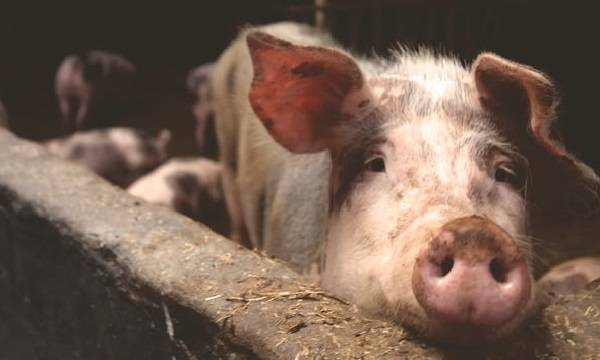 Болезни свиней: первые симптомы, правила лечения, возможные осложнения